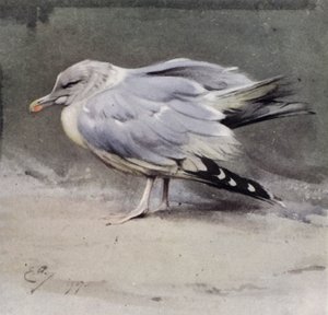 Syk fiskemåke